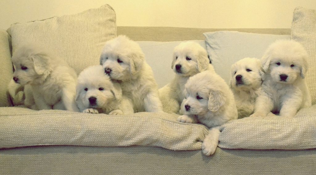 Polish Tatra Shepherd Dog puppies