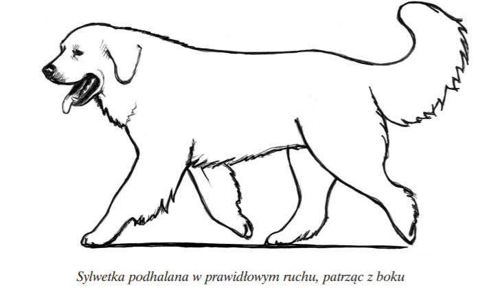 owczarek podhalański kłus
tatra love hodowla